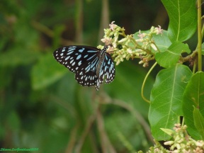 Australian Butterfly SLG