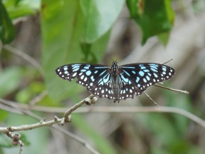 ButterflyBlue 02