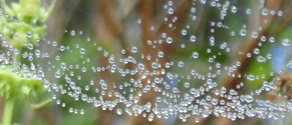 wetweb